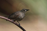 _MG_1971 White-gaped Honeyeater.jpg