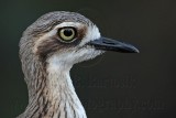 _MG_3742 Bush Stone-Curlew.jpg
