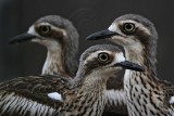 _MG_5069 Bush Stone-Curlew.jpg