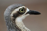 _MG_5148 Bush Stone-Curlew.jpg