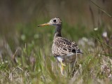 _MG_8647 Upland Sandpiper.jpg