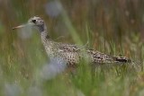 _MG_8728 Upland Sandpiper.jpg