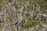 _MG_8889 Upland Sandpiper.jpg