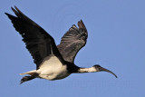 _MG_2844 Straw-necked Ibis.jpg