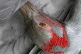 _MG_5655 Brolga.jpg
