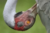 _MG_5692 Brolga.jpg