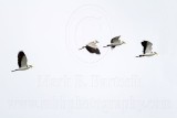 _MG_4295 Masked Lapwing.jpg