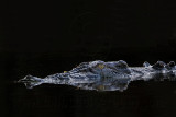 Saltwater (Estuarine, 'Salty') Crocodile (Crocodylus porosus) - Top End, Northern Territory, Australia