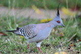 _MG_7626 Crested Pigeon.jpg