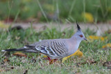 _MG_7637 Crested Pigeon.jpg