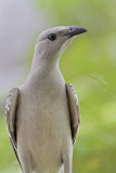 _MG_3949 Great Bowerbird.jpg