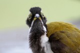 _MG_3843 Blue-faced Honeyeater.jpg