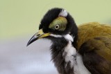 _MG_3844 Blue-faced Honeyeater.jpg