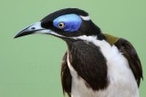 _MG_4194 Blue-faced Honeyeater.jpg