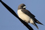 White-breasted Woodswallow - Artamus leucorynchus - NT