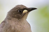 _MG_5605 White-gaped Honeyeater.jpg