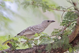 _MG_5743 Great Bowerbird.jpg