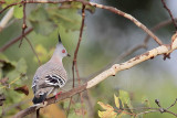 _MG_5806 Crested Pigeon.jpg