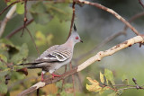 _MG_5808 Crested Pigeon.jpg