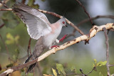 _MG_5809 Crested Pigeon.jpg