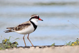 _MG_6334 Black-fronted Dotterel.jpg