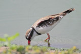 _MG_6900 Black-fronted Dotterel.jpg
