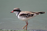 _MG_6914 Black-fronted Dotterel.jpg
