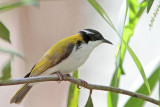 _MG_7389 White-throated Honeyeater.jpg