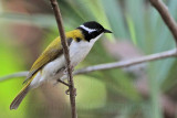 _MG_7436 White-throated Honeyeater.jpg