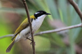 _MG_7440 White-throated Honeyeater.jpg