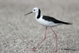 _MG_6806 Black-winged Stilt.jpg