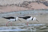 _MG_6940 Black-winged Stilt.jpg