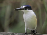_MG_1312 Forest Kingfisher.jpg