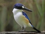 _MG_1342 Forest Kingfisher.jpg