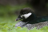 _MG_1406 Green Pygmy-goose.jpg