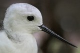 _MG_1476crop Black-winged Stilt.jpg