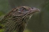 _MG_1973 Pheasant Coucal.jpg