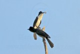 _MG_3434  Restless Flycatcher.jpg