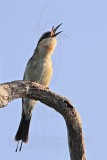 _MG_5207 Rainbow Bee-eater.jpg