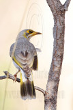 _MG_6999 Yellow-throated Miner.jpg