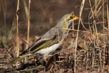 _MG_7046 Yellow-throated Miner.jpg