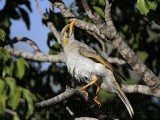 _MG_7177 Yellow-throated Miner.jpg