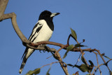_MG_7547 Pied Butcherbird.jpg