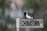 _MG_7862 Pied Butcherbird.jpg