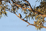 Black-faced Woodswallow - Artamus cinereus - NT