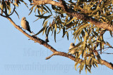 _MG_1680 Black-faced Woodswallow.jpg