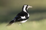 _MG_4065 Magpie-lark.jpg