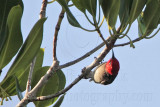 _MG_4341 Red-headed Honeyeater.jpg