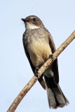 _MG_4415 Northern Fantail.jpg