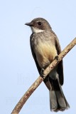 _MG_4419 Northern Fantail.jpg